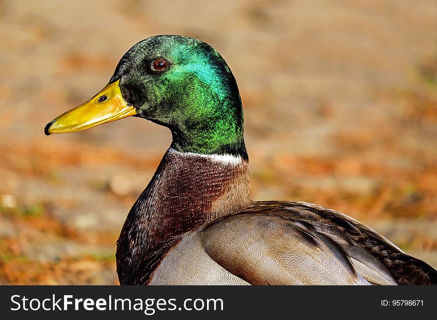 Close-up Of Bird