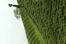 Trees On Tea Garden Royalty Free Stock Images