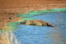 Crocodile (Crocodilia) Stock Photography Crocodile (Crocodilia) Stock Photography