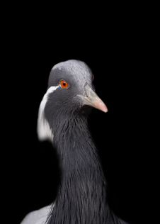 The Big Grey Crane Stock Photos The Big Grey Crane Stock Photos