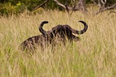 Buffalo Glance Royalty Free Stock Photos Buffalo Glance Royalty Free Stock Photos