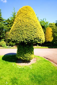 Conifer Topiary Royalty Free Stock Photography Conifer Topiary Royalty Free Stock Photography
