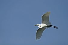 Great Egret In Flight Royalty Free Stock Image