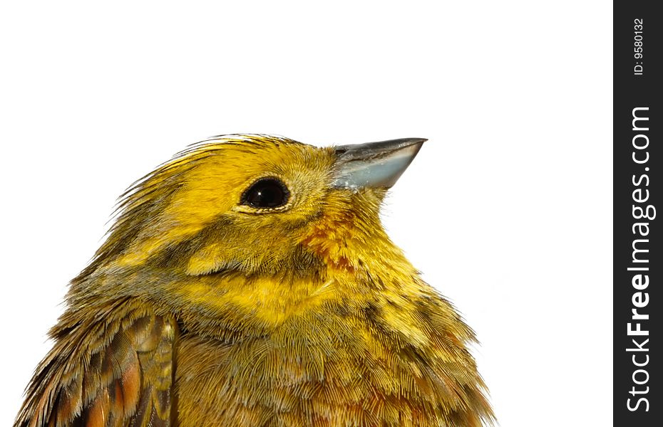 Birds of Europe. The Yellowhammer male) close-up isolated. Birds of Europe. The Yellowhammer male) close-up isolated.
