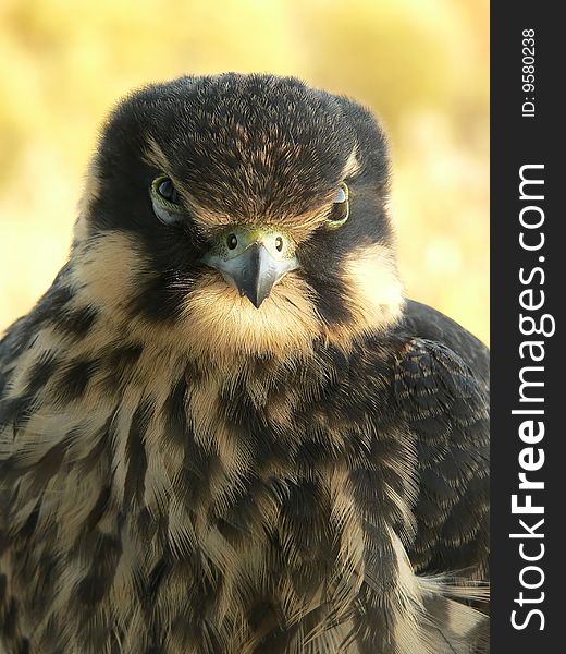 The young hobby falcon close-up.