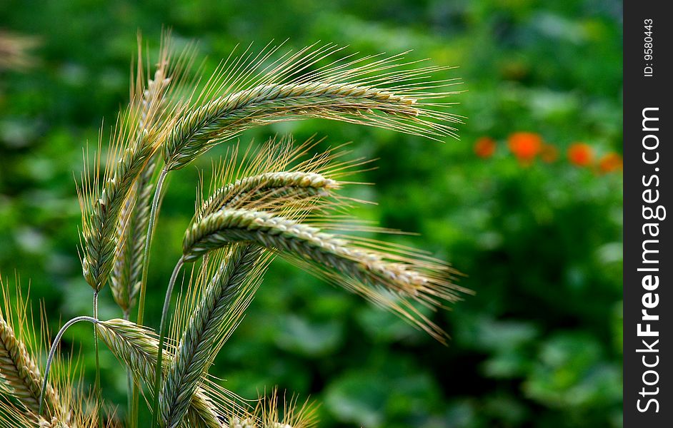 Cereal spikes with green grass