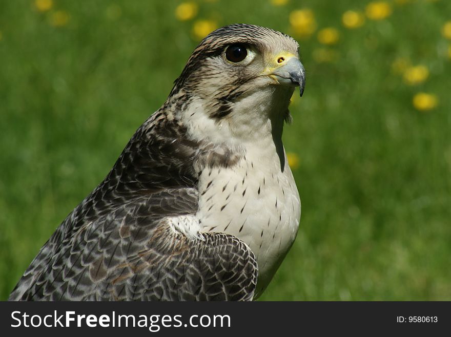 Hawk Watching Landscape