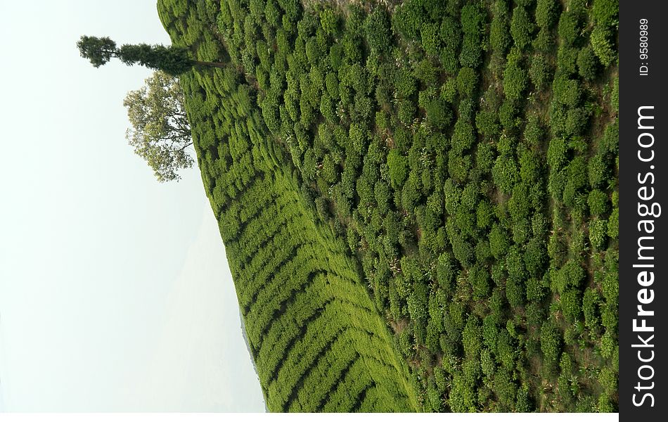 Beautiful pattern of bright, green tea garden on sloppy hill. Beautiful pattern of bright, green tea garden on sloppy hill