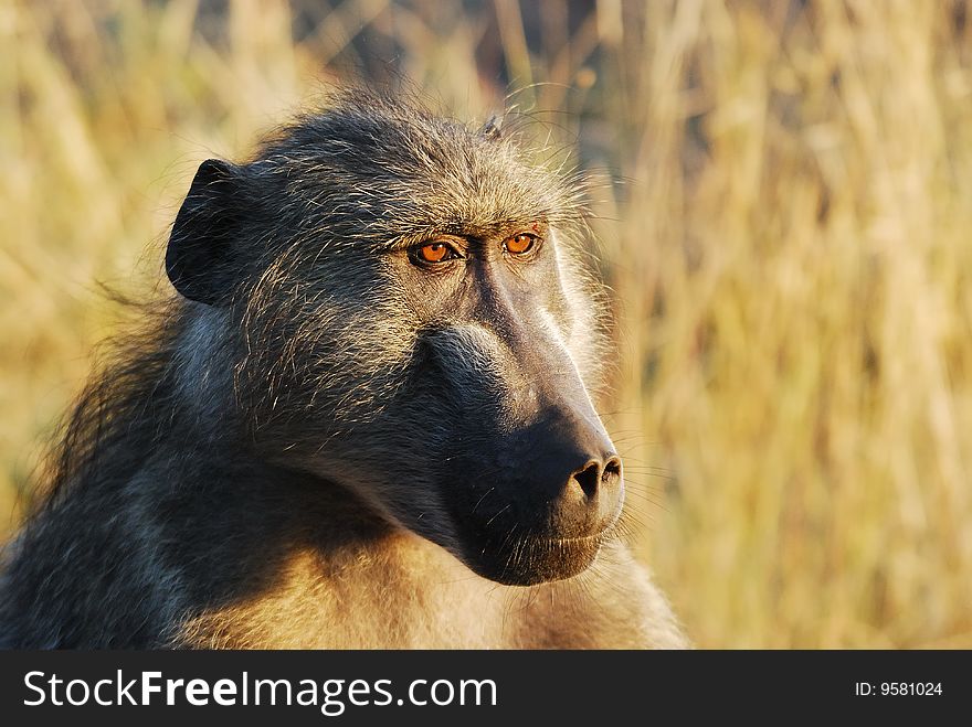 Chacma Baboon (Papio ursinus)