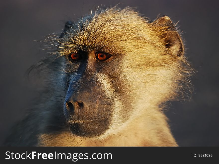 The Chacma Baboon (Papio ursinus), also known as the Cape Baboon, is, like all other baboons, from the Old World monkey family (South Africa). The Chacma Baboon (Papio ursinus), also known as the Cape Baboon, is, like all other baboons, from the Old World monkey family (South Africa).