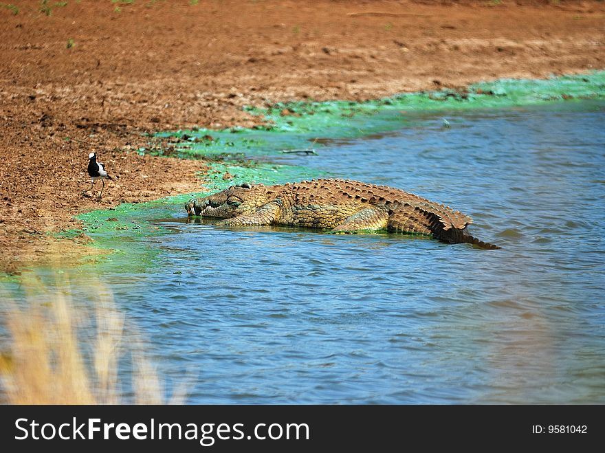 The Nile crocodile is the largest crocodilian in Africa and is sometimes regarded as the second largest crocodilian after the Saltwater crocodile (South Africa). The Nile crocodile is the largest crocodilian in Africa and is sometimes regarded as the second largest crocodilian after the Saltwater crocodile (South Africa).