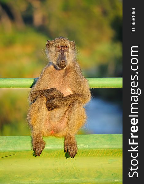 The Chacma Baboon (Papio ursinus), also known as the Cape Baboon, is, like all other baboons, from the Old World monkey family (South Africa).