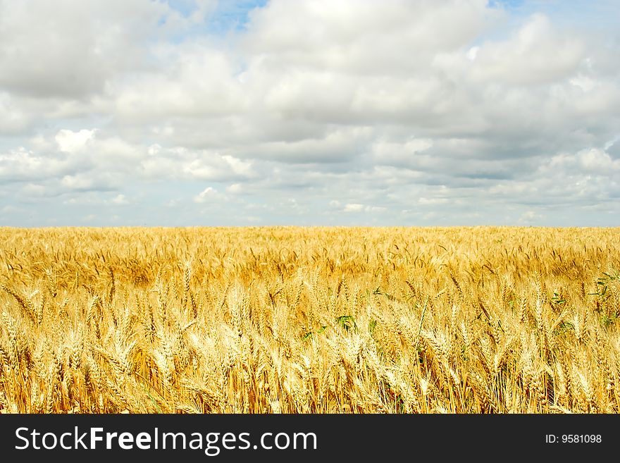 Wheat field over the blue sky background