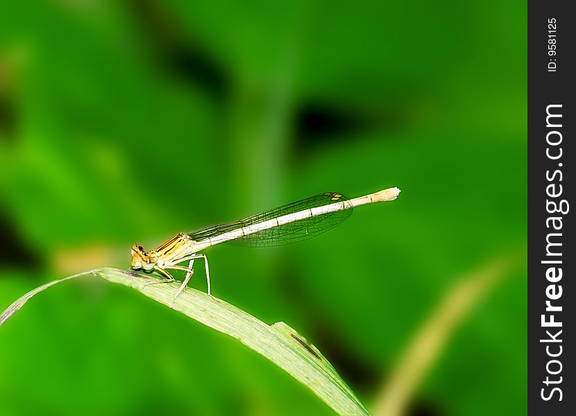 Dragonfly on the  blade over the green background