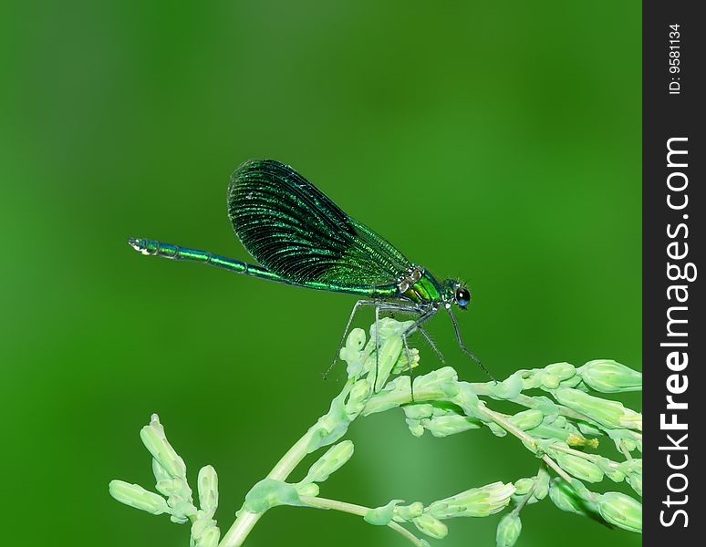 Dragonfly on the  blade over the green background
