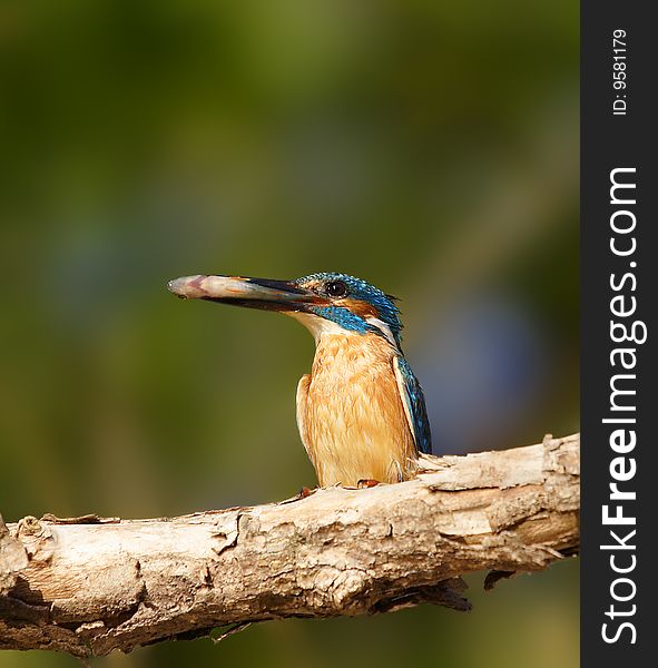 Halcyon with fish in the beak over the green background