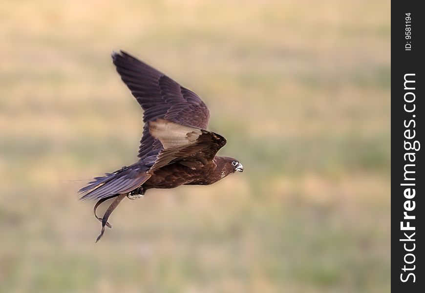 Falcon In Flight