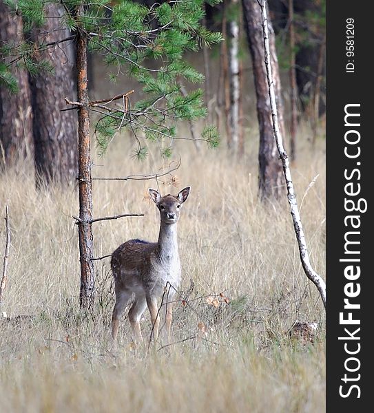 Young of deer at the forest