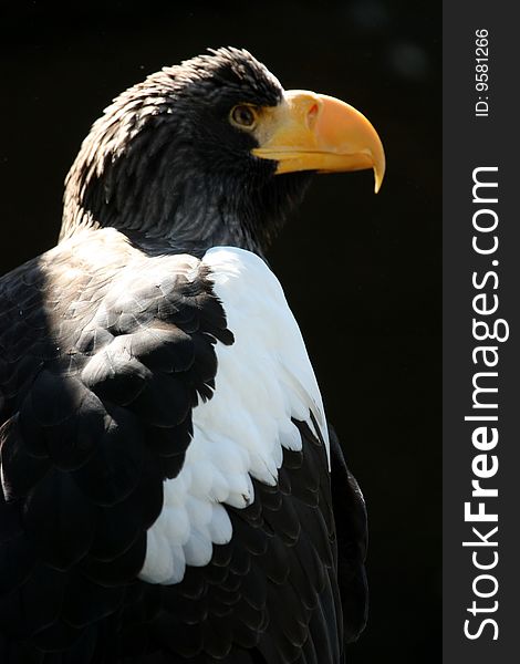 Steppe Eagle, (Aquila nipalensis), is a large bird of prey.