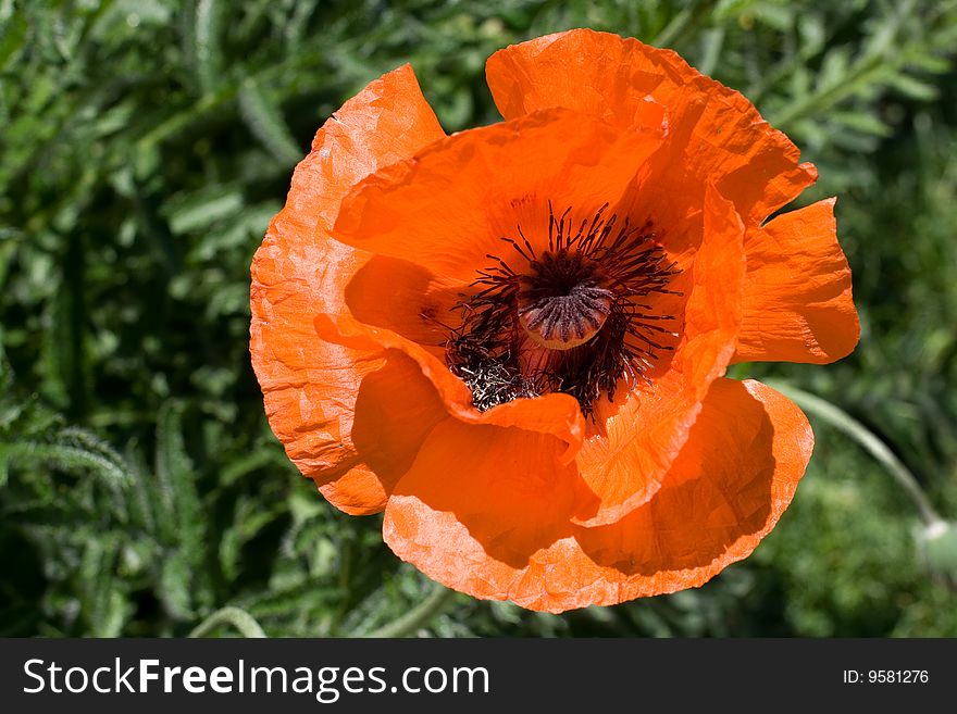 Beautiful red flower of Papaver Orientale on green background