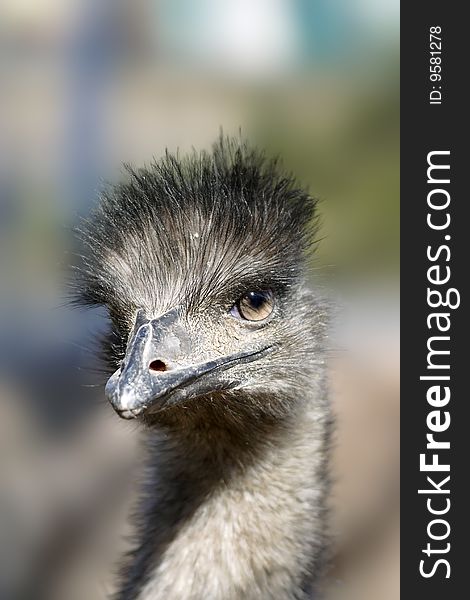 Portrait of the ostrich. Closeup.