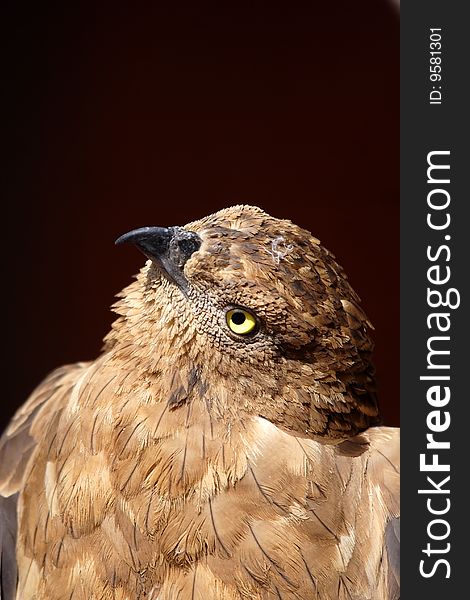 Portrait Of The Falcon