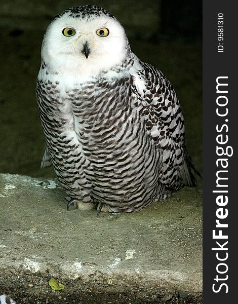 The Snowy Owl (Bubo scandiacus) is a large owl of the typical owl family Strigidae