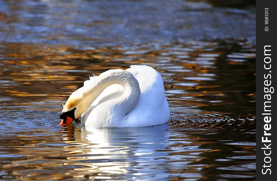 White swan over the blue water