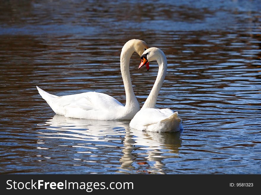 Two white swans over the blue water