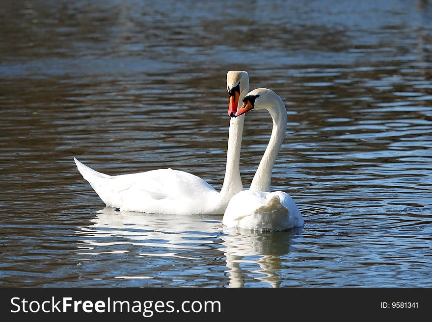 Two big white swans over the blue water.