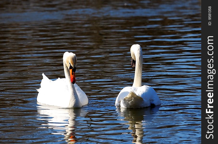 Two big white swans over the blue water.