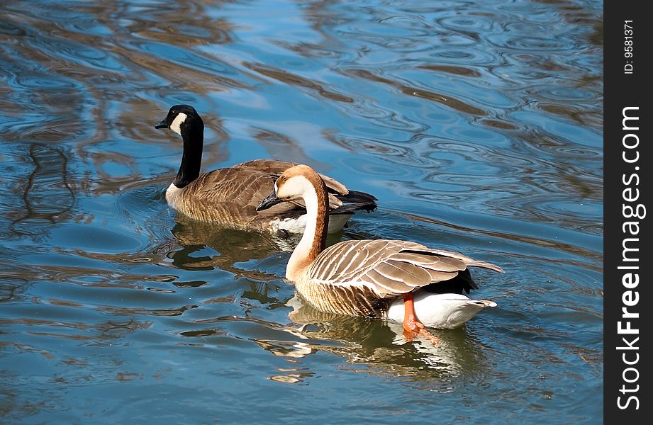 Two swimming ducks