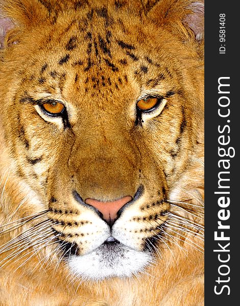 Portrait of big Tiger. Closeup. Portrait of big Tiger. Closeup