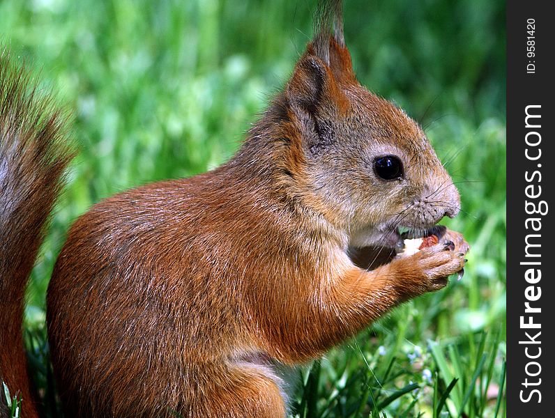 A young squirrel eats nut