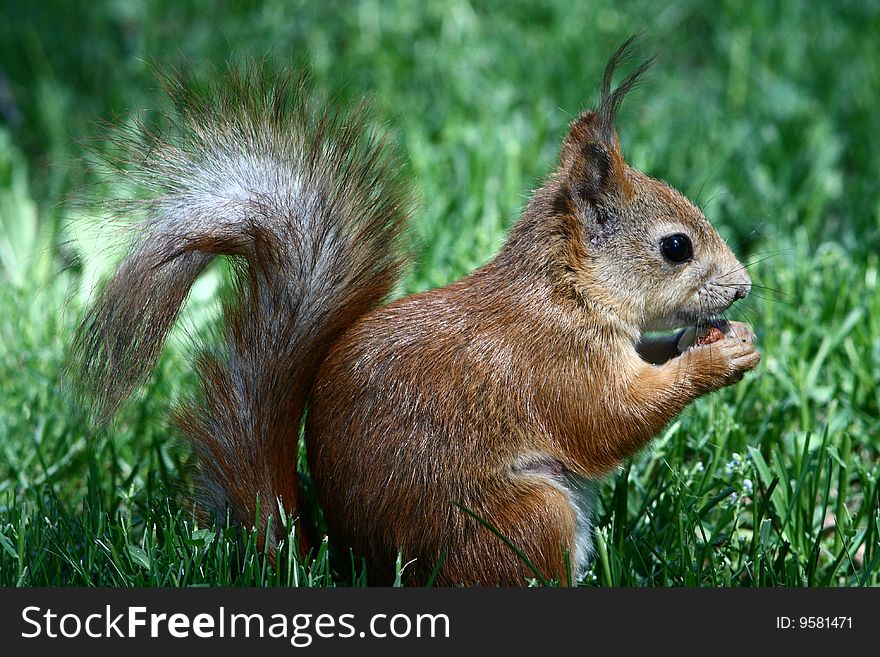 A young squirrel eat nut