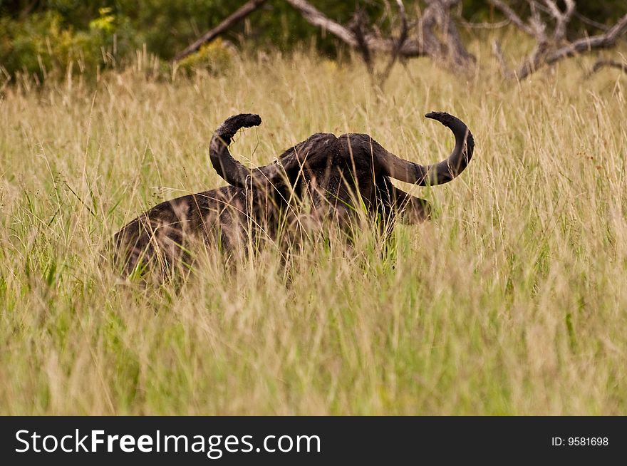 Water buffalo peeking through the tall grass. Water buffalo peeking through the tall grass