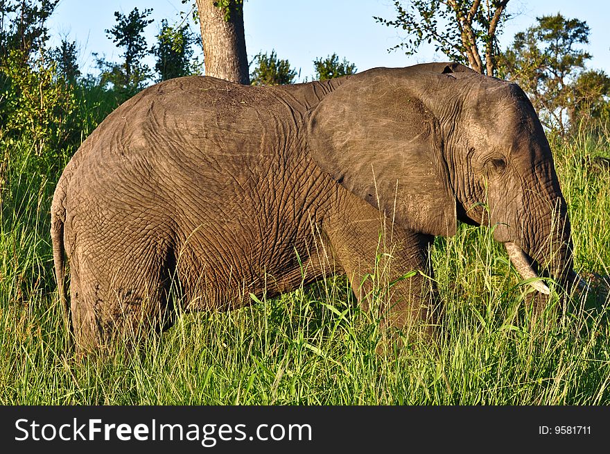 Elephant walking through the tall grass