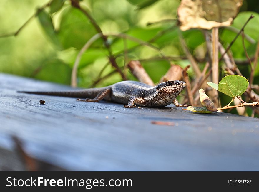 Lizard posing on a fence