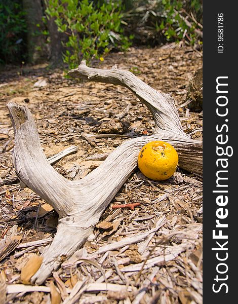 A sun bleached branch lying on a bed of tree bark mulch cradling a rotten orange eaten by ants