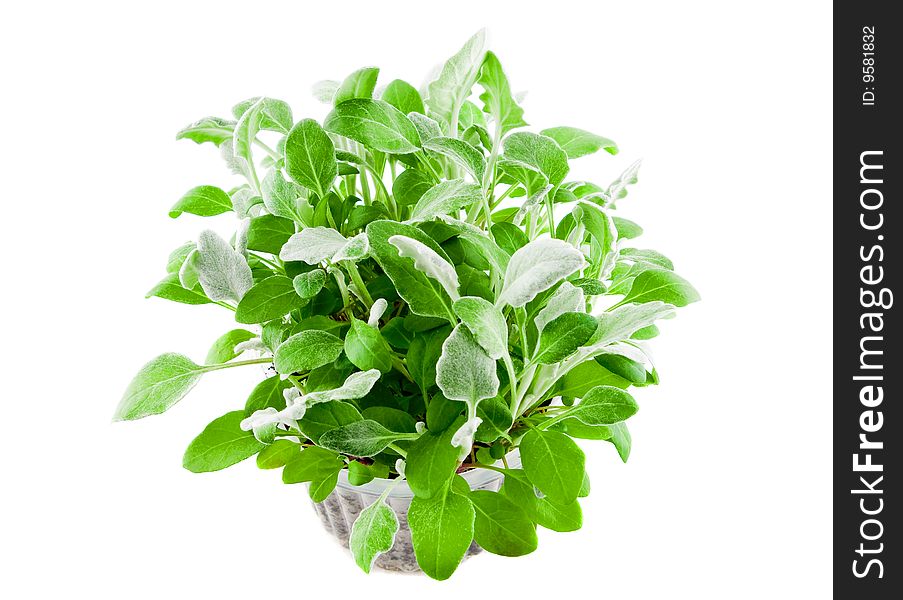 Green plant isolated on white