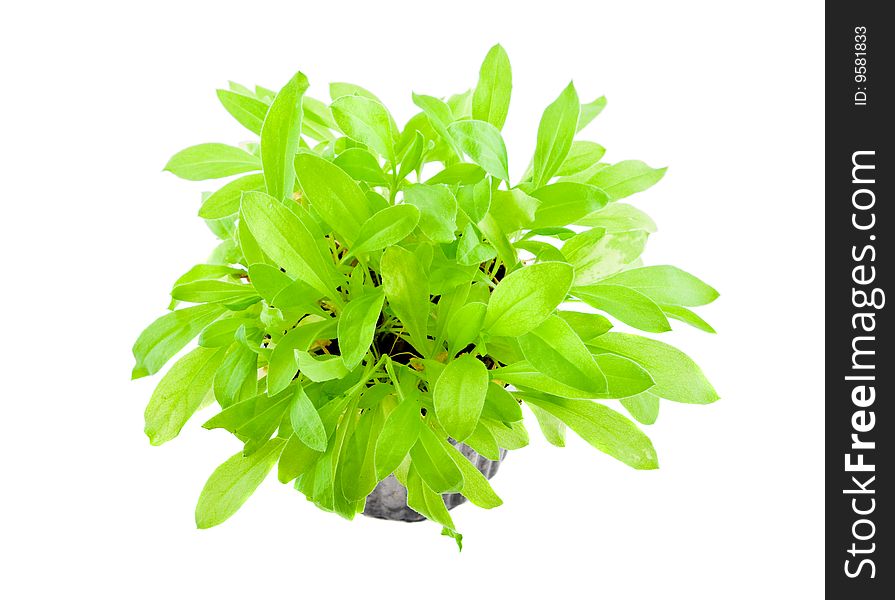 Green plant isolated on white