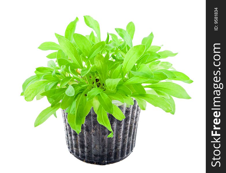 Green plant in container isolated on white