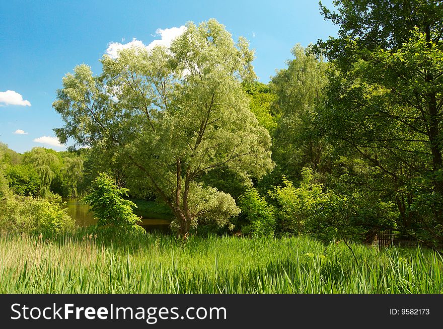 Summer landscape with sky and trees