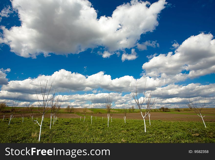 Young trees in the garden under the blue cloudy sky. Young trees in the garden under the blue cloudy sky