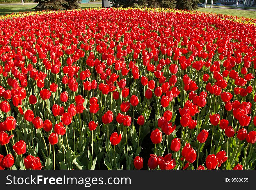 Red tulips in the spring