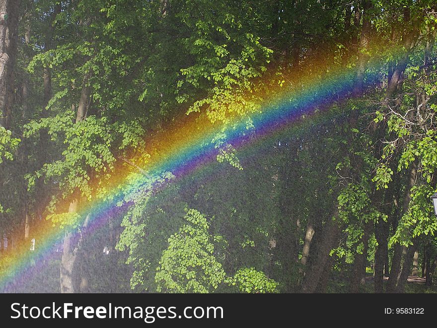 Beautiful rainbow in the forest