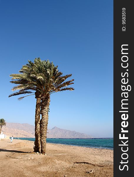 Palm tree on a beach in Egypt. Palm tree on a beach in Egypt