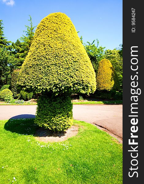 Conifer Topiary