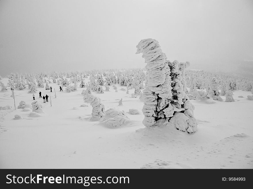 Winter mountain landscape with frozen coniferous tree in the foreground and group of people in the background.