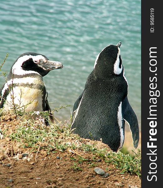 Magellan penguins in Peninsula Valdes, Argentina